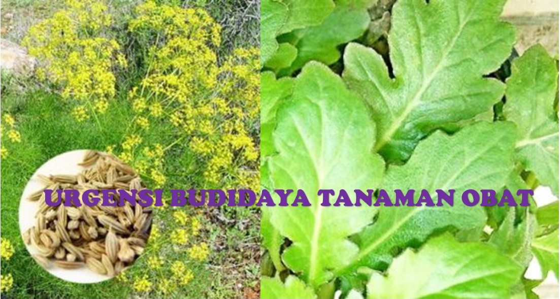 Serial 3- Herba Indonesia: Urgensi Budidaya Tanaman Obat Serial 3- Herba Indonesia: Urgensi Budidaya Tanaman Obat